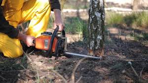 How Our Tree Care Process Works  in Wolf Creek, UT